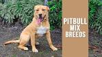 What You MUST Know Before Getting a Pit Bull Terrier Mix ...