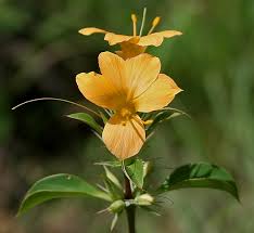 Image result for Barleria