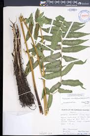 Image result for Diplazium humbertii