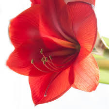 Profile for Candis Prentice Photography