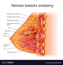Human Female Brest Anatomy Medical Scheme