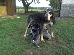 Image result for malý modrý gaskoňský honič