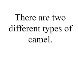 Camels have thick lips which let them forage for thorny plants other animals can't eat. Camels There Are Two Different Types Of Camel