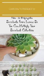 Learn How To Propagate Succulents From Leaves This Easy Process Will Leave You With Tiny Succulent Propagating Succulents Propagation Succulent Garden Outdoor