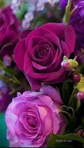 Flowers Colorful Wallpaper Flora 32 Trendy Ideas Beautiful Rose Flowers Amazing Flowers Beautiful Roses