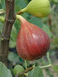 Figuier Brown Turkey Ficus Carica Le Jardin Du Pic Vert