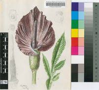 Image result for Amorphophallus abyssinicus