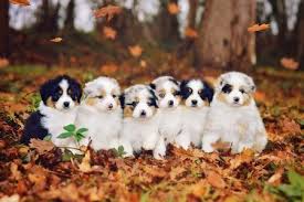 Find australian shepherd puppies and breeders in your area and helpful australian shepherd information. High Desert Aussies Bend Oregon