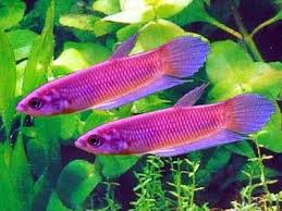 Pin By Jan Harris On Fish Betta Fish Care Betta Cool Fish