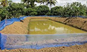 8 Kelebihan Dan Kekurangan Kolam Tanah Untuk Budidaya Lele