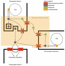 Emerging Evidence for the Widespread Role of Glutamatergic Dysfunction in  Neuropsychiatric Diseases