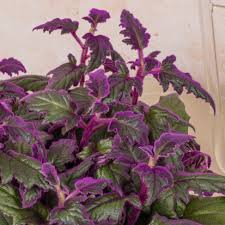 Image result for Gynura