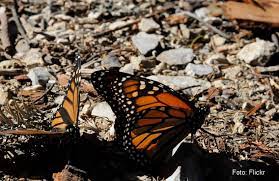Reserva De La Biosfera De La Mariposa Monarca