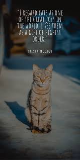 I Regard Cats As One Of The Great Joys In The World I See Them As A Gift Of Highest Order Cats Veterinary Services Feral Cats