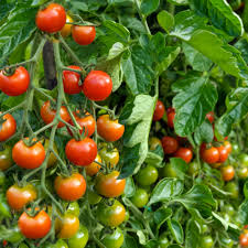 All of these cherry tomatoes resources are for free download on pngtree. What Are Determinate And Indeterminate Tomatoes