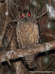 Check spelling or type a new query. Buho Malgache Ebird