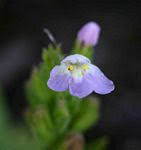 Image result for Crepidorhopalon spicatus