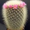 Please do full research before endeavoring to grow cactus sheep on your own. 1