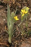 Image result for Hypoxis rigidula