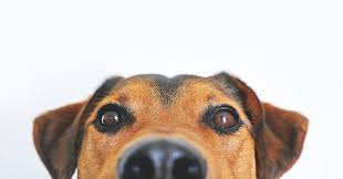 Dog Dreams Know What They Mean Astrotalk Astrology Blog