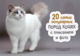все породы кошек с фотографиями и названиями по алфавиту Porody Koshek S Fotografiyami I Nazvaniyami