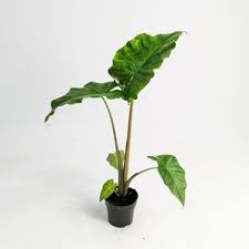 Dünyada en çok fil kulağı (elephant ear) adıyla bilinen süs bitkileri iki ayrı cinsin çeşitli türleri ve hibritleridir. Fil Kulagi Bitkisi Alocasia Portodora 50 60 Cm Salon Bitkileri En Populer Bitkiler Ofis Bitkileri Ucretsiz Kargo