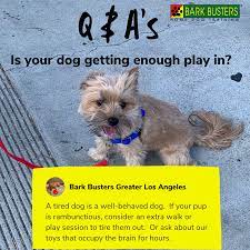 Pin On Bark Busters