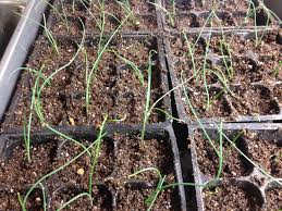 They like soil which is rich in humus and nutrients but may. How To Grow Leeks Talking Hocking