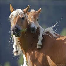 Beautiful Horse Images Horse Pictures Download Necati Guzel At Resimleri At Resimleri Indir Beautifu Cute Wild Animals Animals Animals Beautiful