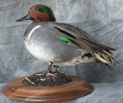 Green winged teal drake (audubon bird count w/mom & dad). Teals