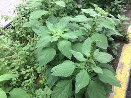 Both weeds thrive in warm weather and can. Weed Of The Month Pigweed Brooklyn Botanic Garden