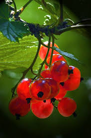 Epingle Par Marie Dominique Sur Fruits Couleurs Nature Groseille Fruits