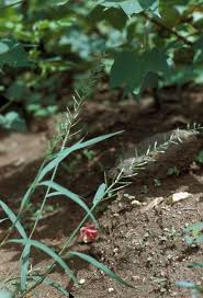 Image result for Dinebra