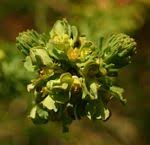 Image result for Euphorbia spissiflora