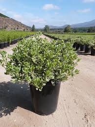 Image result for Pittosporum