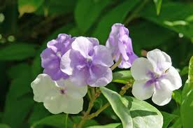 Image result for Pupalia grandiflora