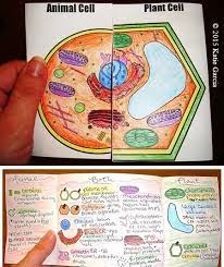 Animal and plant cell study games. Plant Animal Cell Comparison Side By Side Teaching Biology Biology Classroom Animal Cell