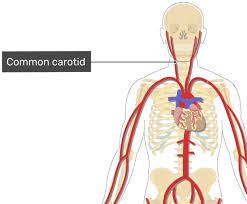 Two pairs of blood vessels in the neck — the carotid and vertebral arteries, known collectively as the cervical arteries — carry blood to the brain. Major Systemic Arteries