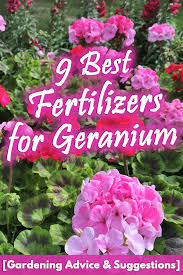 15 best flower fertilizers for gorgeous blooms. 9 Best Fertilizers For Geranium Gardening Advice Suggestions Garden Tabs