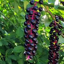 Image result for Phytolacca