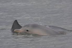 Gerações de golfinhos caçadores de praia são monitoradas no litoral sul – AUN – Agência Universitária de Notícias
