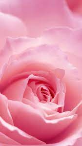Free Light Pink Rose Flower Computer Desktop Wallpaper Rose Flower Hd Light Pink Rose Pink Rose Flower
