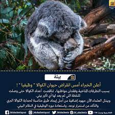 أعلن الخبراء أمس انقراض حيوان الكوالا وظيفيا هذا يعني أن أعداد الكوالا تناقصت حتى وصلت للنقطة التي لم يعد لها أي تأثير بيئي ع koala bear koala animals