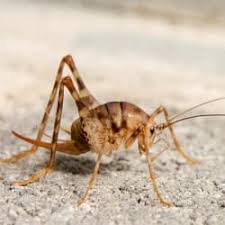 Maybe you would like to learn more about one of these? Why Do I Have Camel Crickets In My Basement Russell S Pest Control