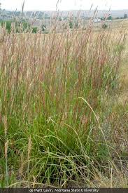 Image result for Andropogon lima