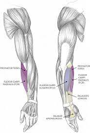 The anterior forearm muscles are divided into 3 muscular layers ; Muscles Of The Arm And Hand Classic Human Anatomy In Motion The Artist S Guide To The Dynamics Of Figure Drawing