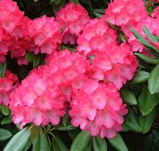 Rhododendron Fantastica 4 5 Litre Pot Jacksons Nurseries