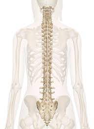 Back bones of human skeleton. Spine Anatomy Pictures And Information