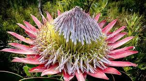 Image result for Protea angolensis