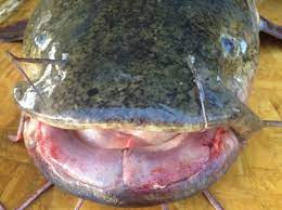 Satilla River Flathead Catfish Removal Project Department Of Natural Resources Division